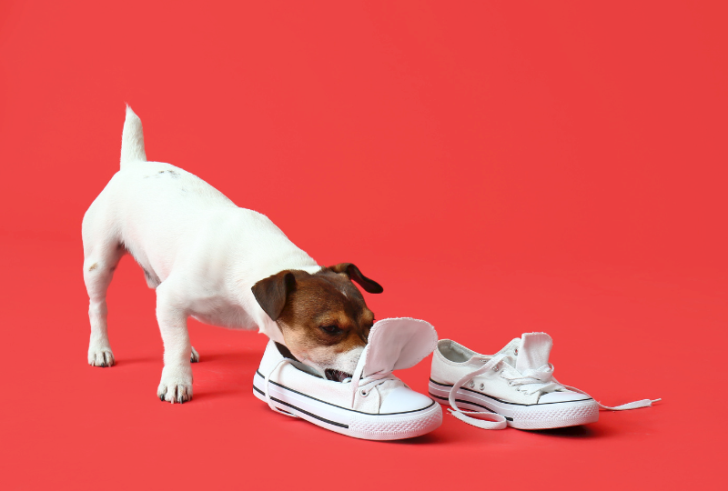 dog with shoe